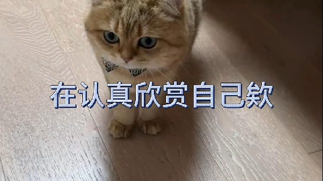 黄咯噔真的有在认真欣赏自己欸