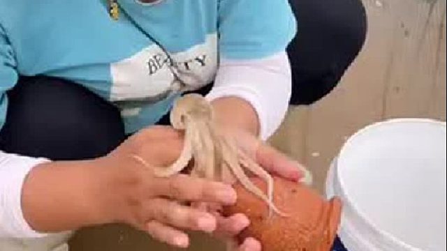 户外赶海抓海鲜