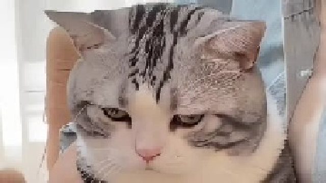 今天是催泪的猫