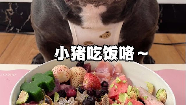 小猪吃饭咯～