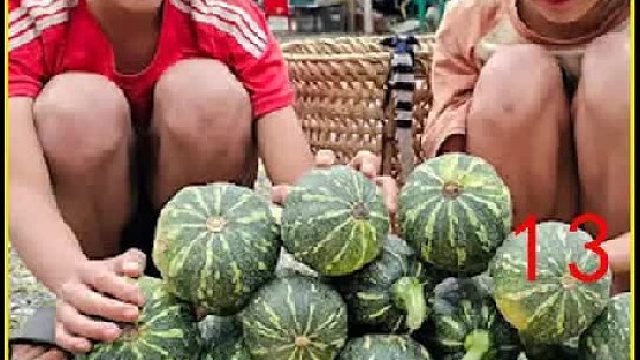 建造竹门 采摘西瓜进行售卖