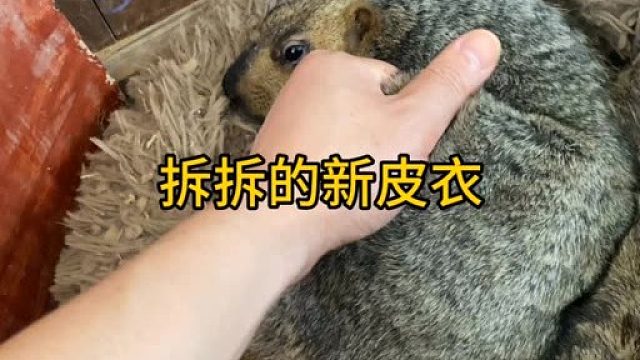 拆拆的新皮衣太舒服了