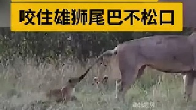 调皮的小狮子紧紧咬住雄狮爸爸尾巴不松口｜太可爱了  狮爸脾气也太好了