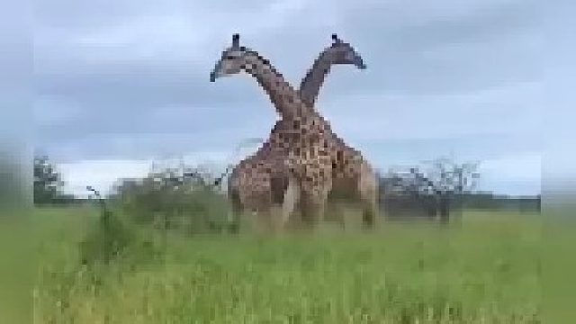 两头长颈鹿为了争夺配对权而大打出手｜镜头记录精彩一幕