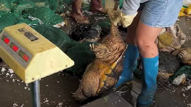 这要多长时间才能养这么大？