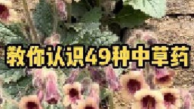 农村常见中草药，你认识几种？你的家乡都有吗？有什么奇葩的叫法吗？