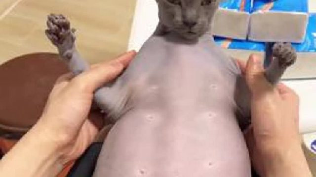 手把手教你们怎么识别油皮无毛猫！