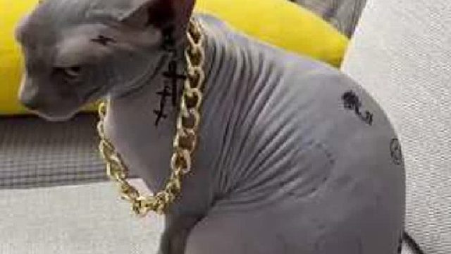 咬屁股这个，有人想学吗？