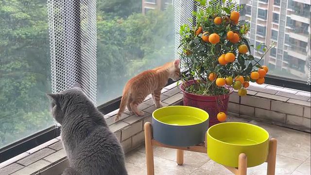 家里飞来一只蝉，猫：加餐了！