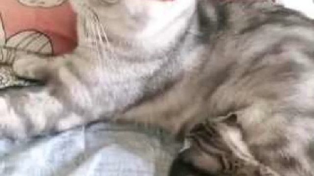 好尴尬！这是爸比！爸比没有奶！