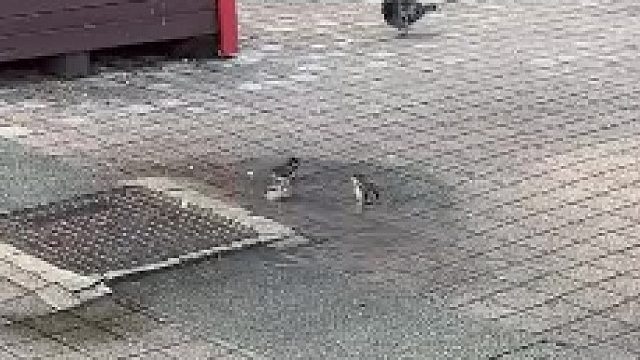 鸽了：我可以过来一起洗吗