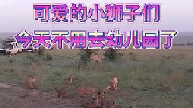 遍地是幼崽的狮群｜小家伙们太可爱了