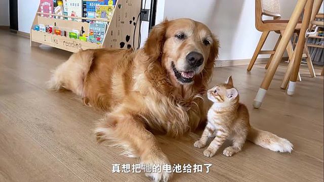 曾经的流浪猫，现在成了家中一霸！