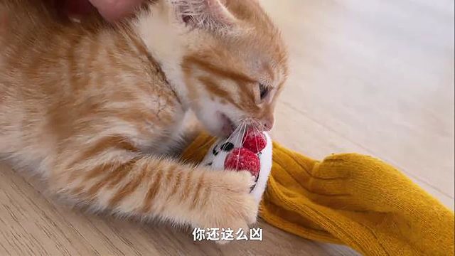 小猫爱上了小主人