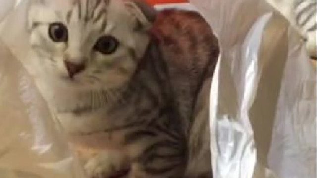 对塑料袋迷之热爱