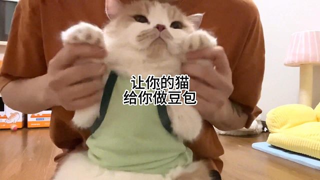 让你的猫给你做豆包