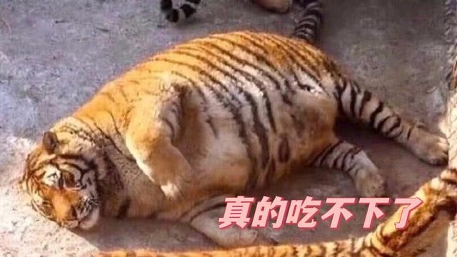 【黑神话：悟空】无伤虎先锋