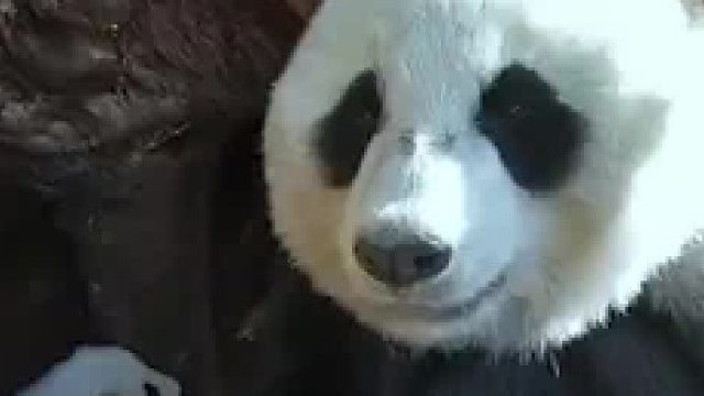 大熊猫母子在野外树洞生活