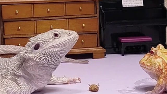 角蛙：你可以赢无数次，我只需要赢一次