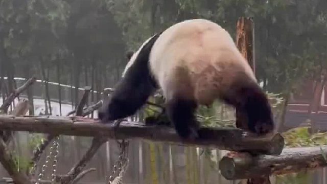 原来熊猫生气的时候也会拿自己的“家具”生气啊[允悲]完全能理解他为什么生气！！！！一堆倒霉小事叠加在