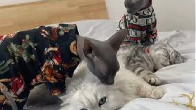 奥斯卡一脸无奈，自己舔不到的地方，有猫帮着舔不好吗？