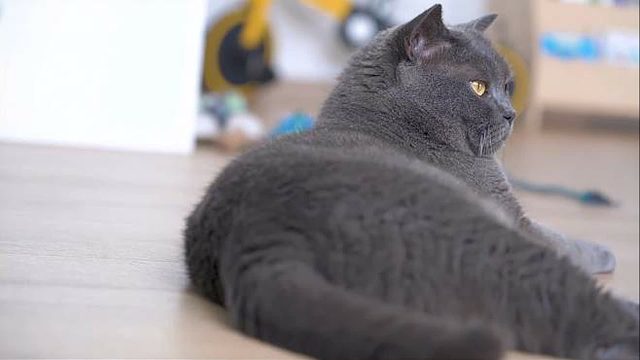 小猫太皮了，5岁的大猫受得了吗？