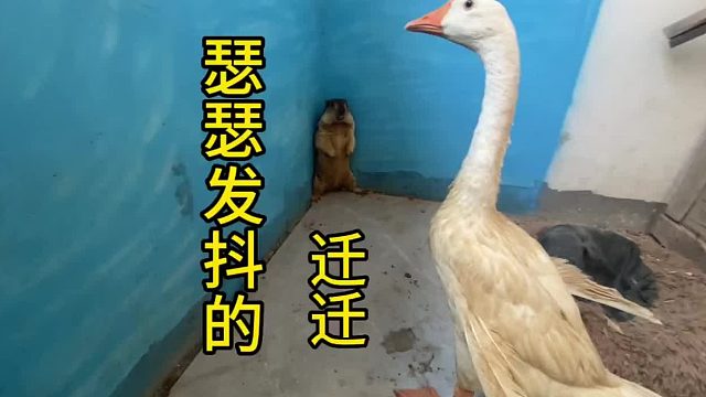 不好意思，真的不好意思 。