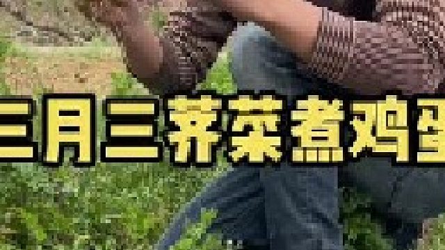农历三月三，荠菜煮鸡蛋，这不仅是传统习俗，更是文化的传承。荠菜煮鸡蛋，今天你吃了吗？