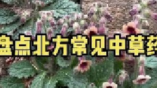 盘点北方比较常见的各种中草植物，大家都还能叫出来它们的名字吗？