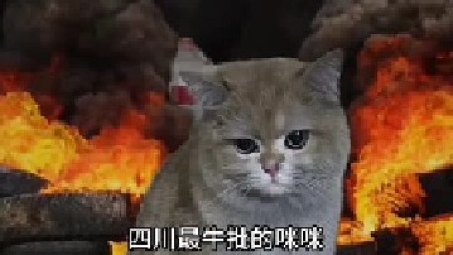 倒霉的猫，哈哈，把家炸没了