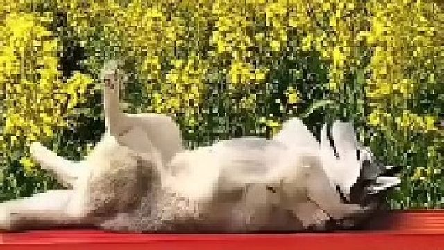 各种动物下班的状态看看跟你一样吗