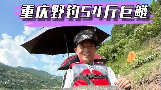 重庆奉节挑战60 巨型鲢鳙（二），8米1手杆硬抗54斤巨鲢是一种什么样的体验。