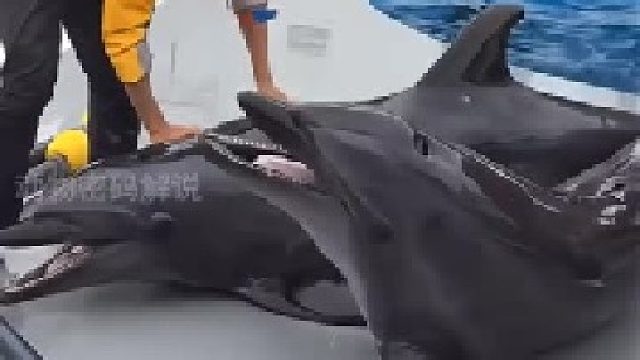 看样子海豚饿了