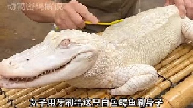 女子给白色鳄鱼刷身子