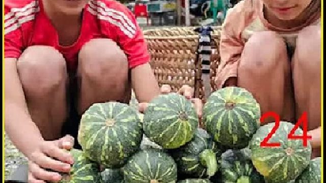 采摘葡萄柚 完善庇护所墙壁