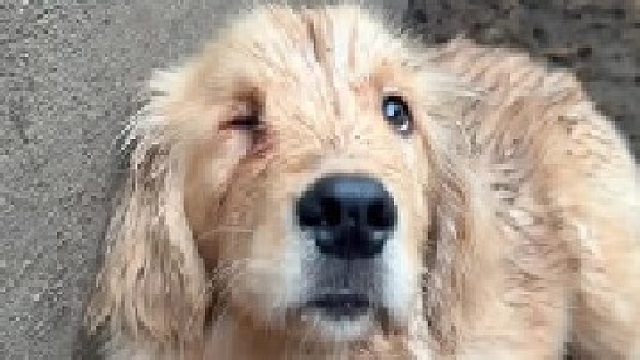 视频很长，希望看完，欢喜又愁眉的作品。