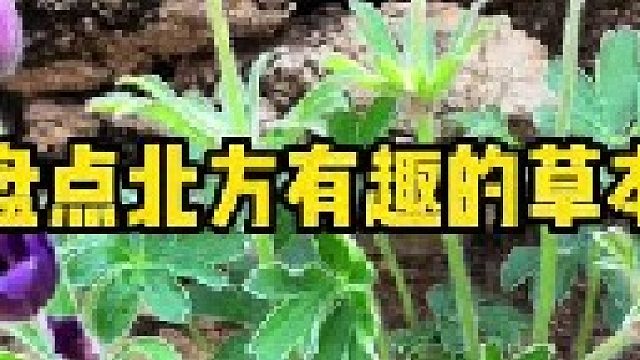 盘点北方有趣的草本。