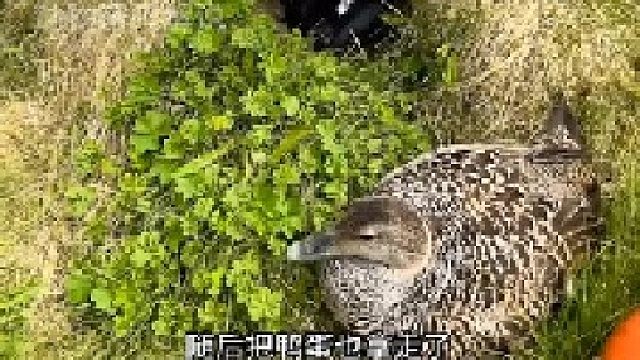 男子用这样的方式收集鸭绒