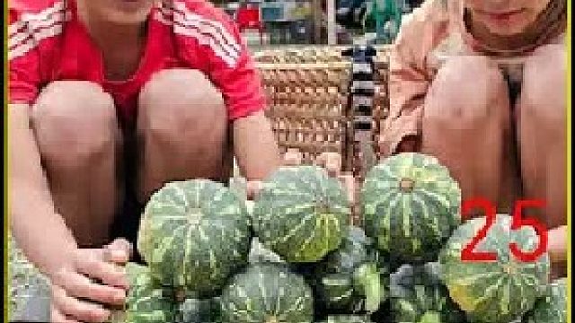 阿豪收集100来根竹竿制作墙壁 采摘奇特的果实