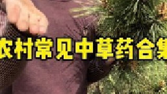 盘点农村地区比较常见的中草植物，有多少朋友还能记得它们的名字呢？