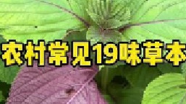 盘点农村经常见到的19味草本植物，里面有你认识的吗？家乡能找到它们吗？还没有别的名字？