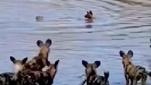 野狗群欲捕食羚羊｜羚羊为了生存被迫跳入河中，惨遭河马伤害 结局令人心疼