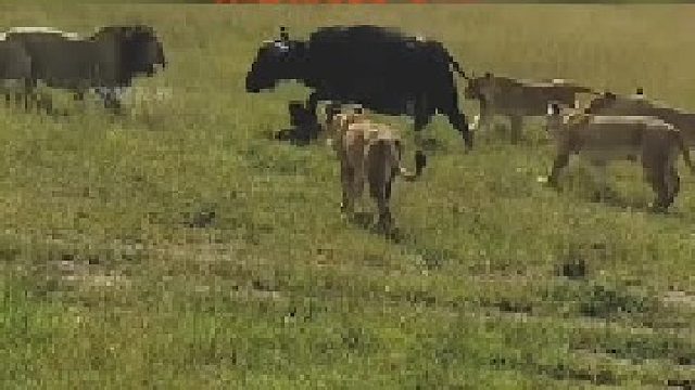 母牛刚刚产下幼崽｜就遭遇了狮群的攻击 为了母子俩的安危，奋力抵抗 可最终还是难逃厄运