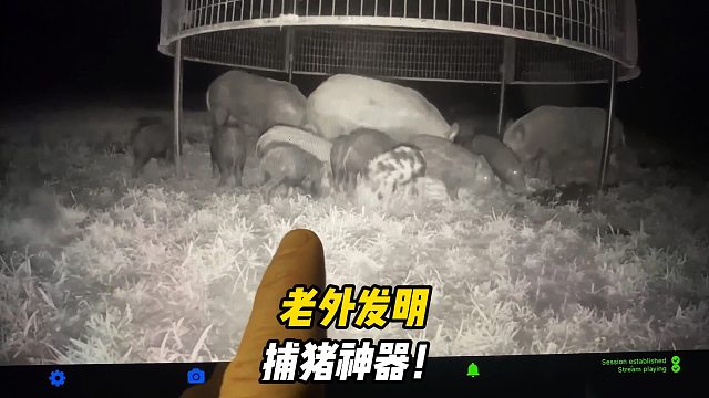 老外发明的抓野猪大铁笼，一次全盘拿下！一家人当然要整整齐齐