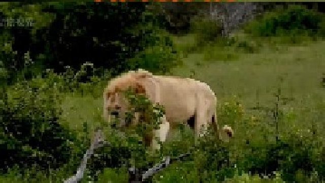 大白雄狮和它的兄弟们｜难得这么悠闲 多希望时间永远停留在这一刻，没有战斗，没有受伤  没有尔虞我诈