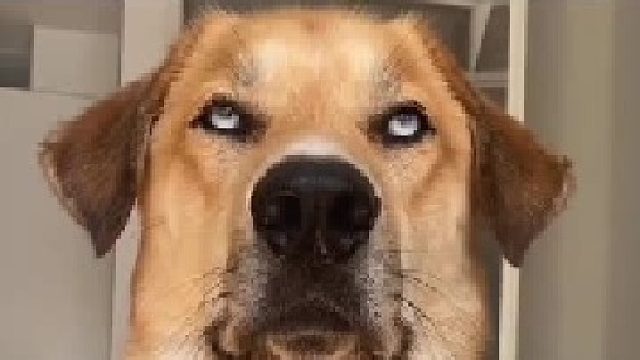 国产狗子会中医  可以申请吉尼斯记录了