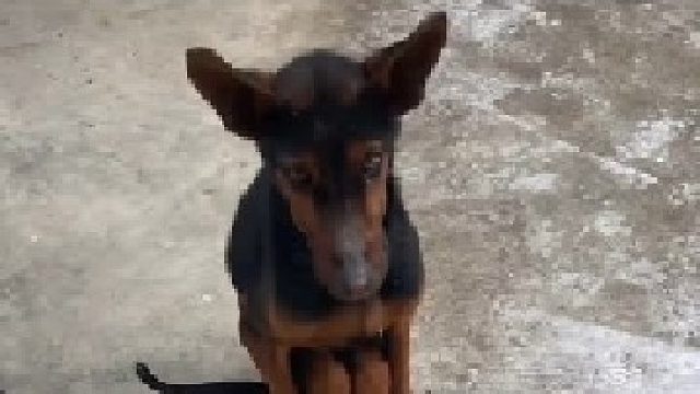 狗子命运的共同体