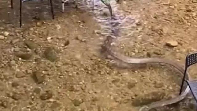 蛇：没错啊，主题餐厅，是我们蛇蛇的主题餐厅，你到是下来啊！