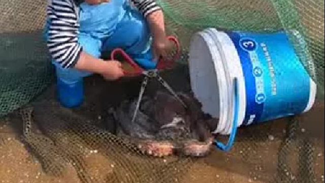户外赶海抓海鲜