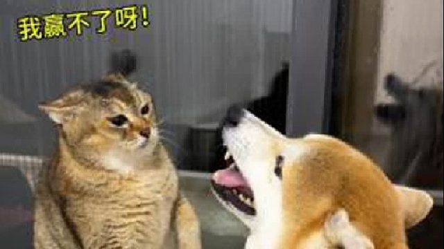 一个多月的猫王大赛终于结束啦，猫王是不到的，还混了点奖金回来